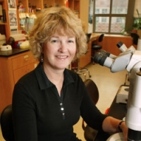 Profile photo of Jean E. Schwarzbauer, expert at Princeton University