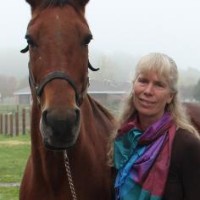 Profile photo of Katrina Merkies, expert at University of Guelph